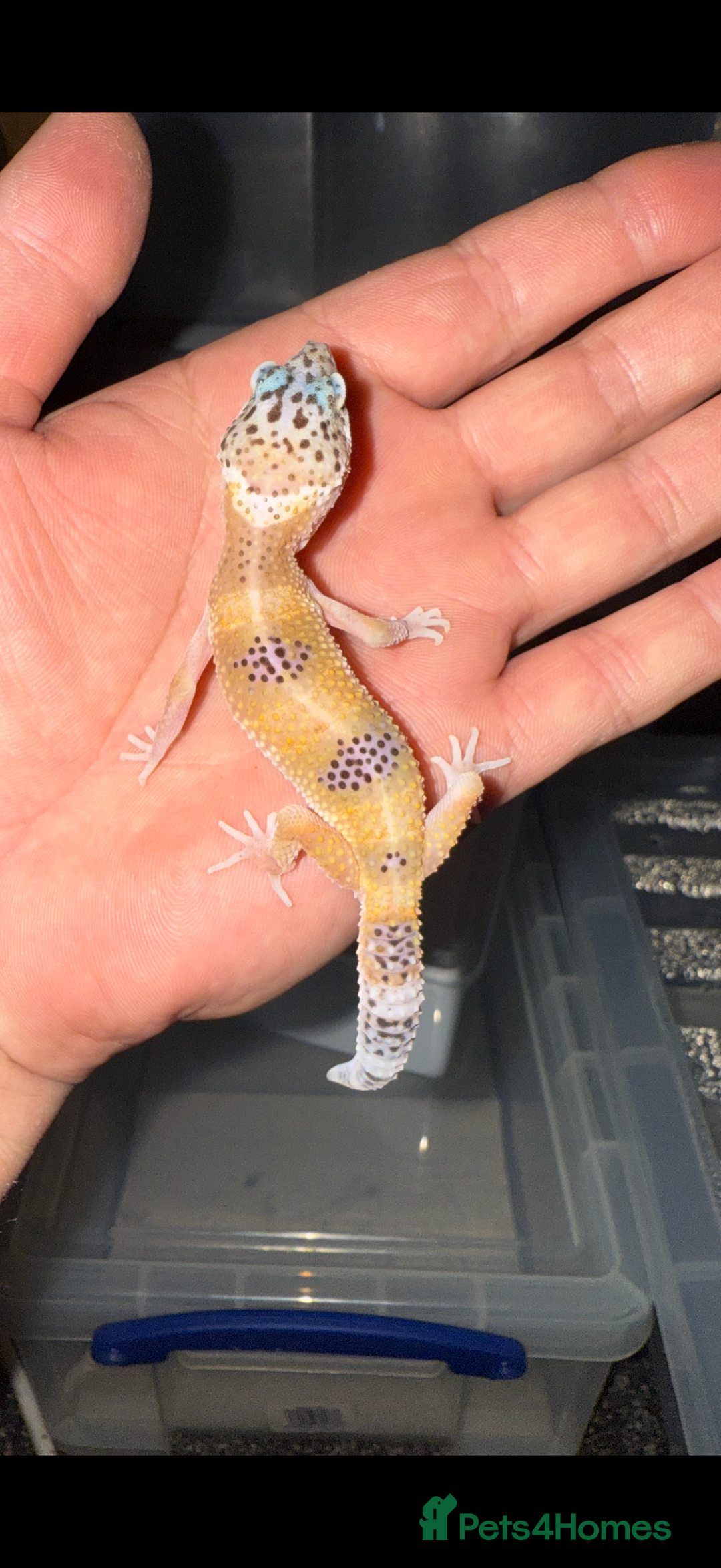 Leopard Gecko reptiles for sale: Baby Leopard geckos - Image 2