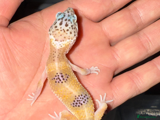 Leopard Gecko reptiles - Advert 36