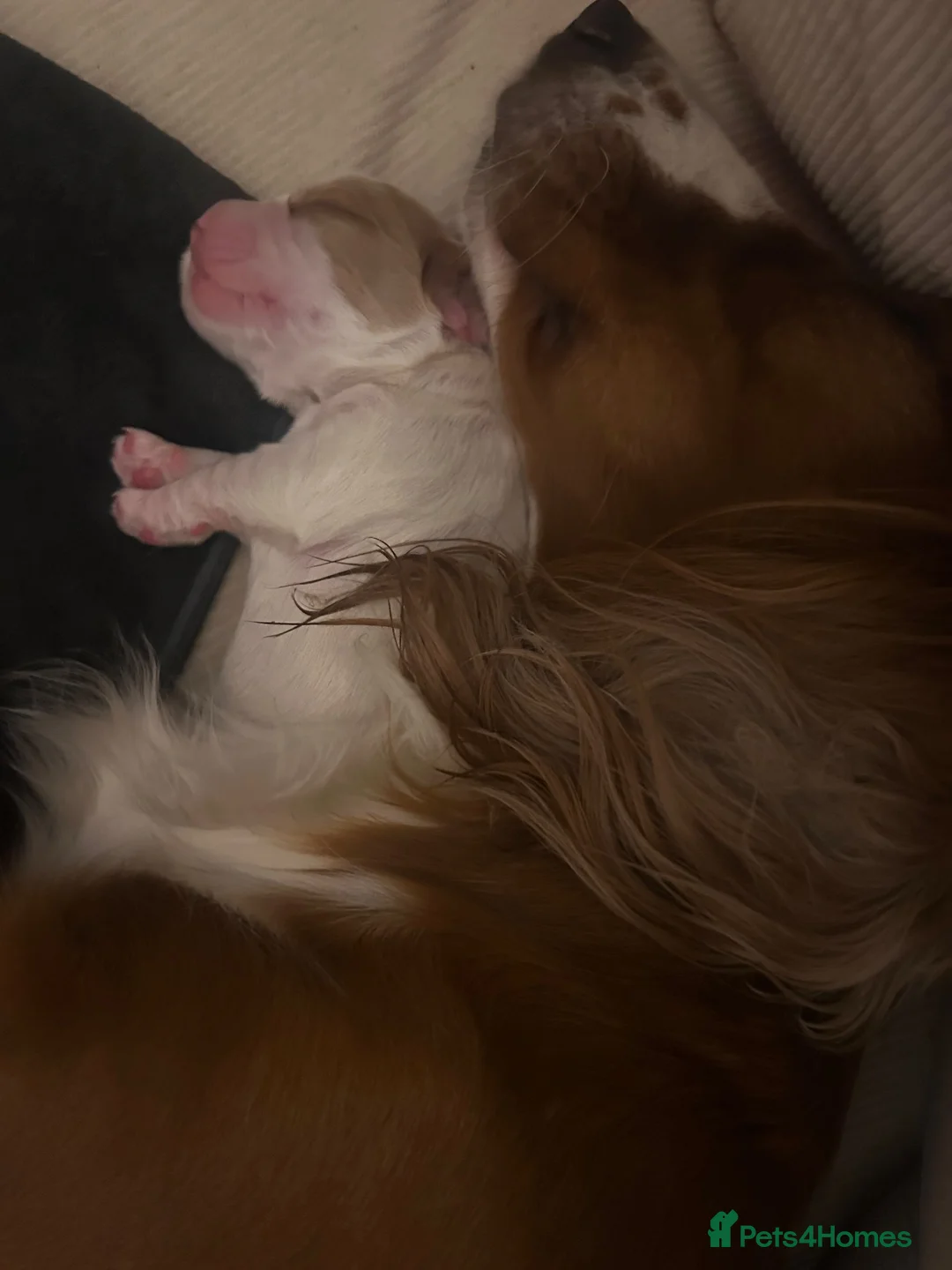 Cocker Spaniel dogs for sale: Beautiful Cocker Spaniel Puppies Raised with Famil - Advert 16