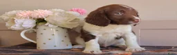 English Springer Spaniel dogs for sale: Beautiful English Springer spaniel pups - Advert 9