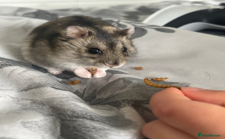 Hamster rodents - Advert 5