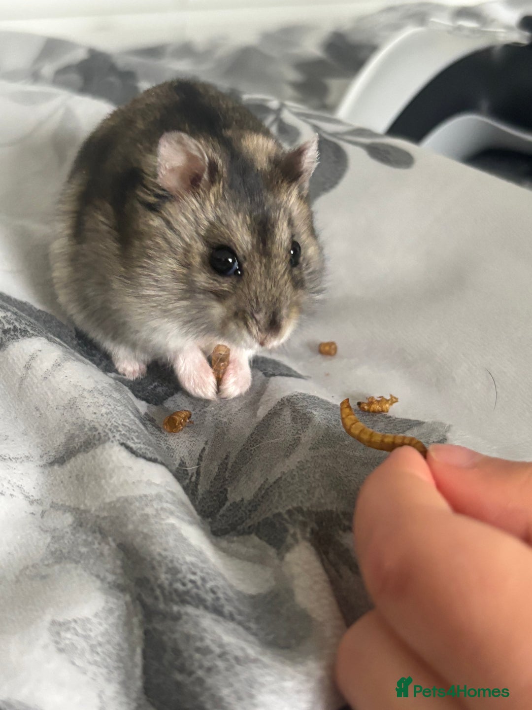 Hamster rodents for sale: 6 month old dwarf hamster for sale  - Image 1