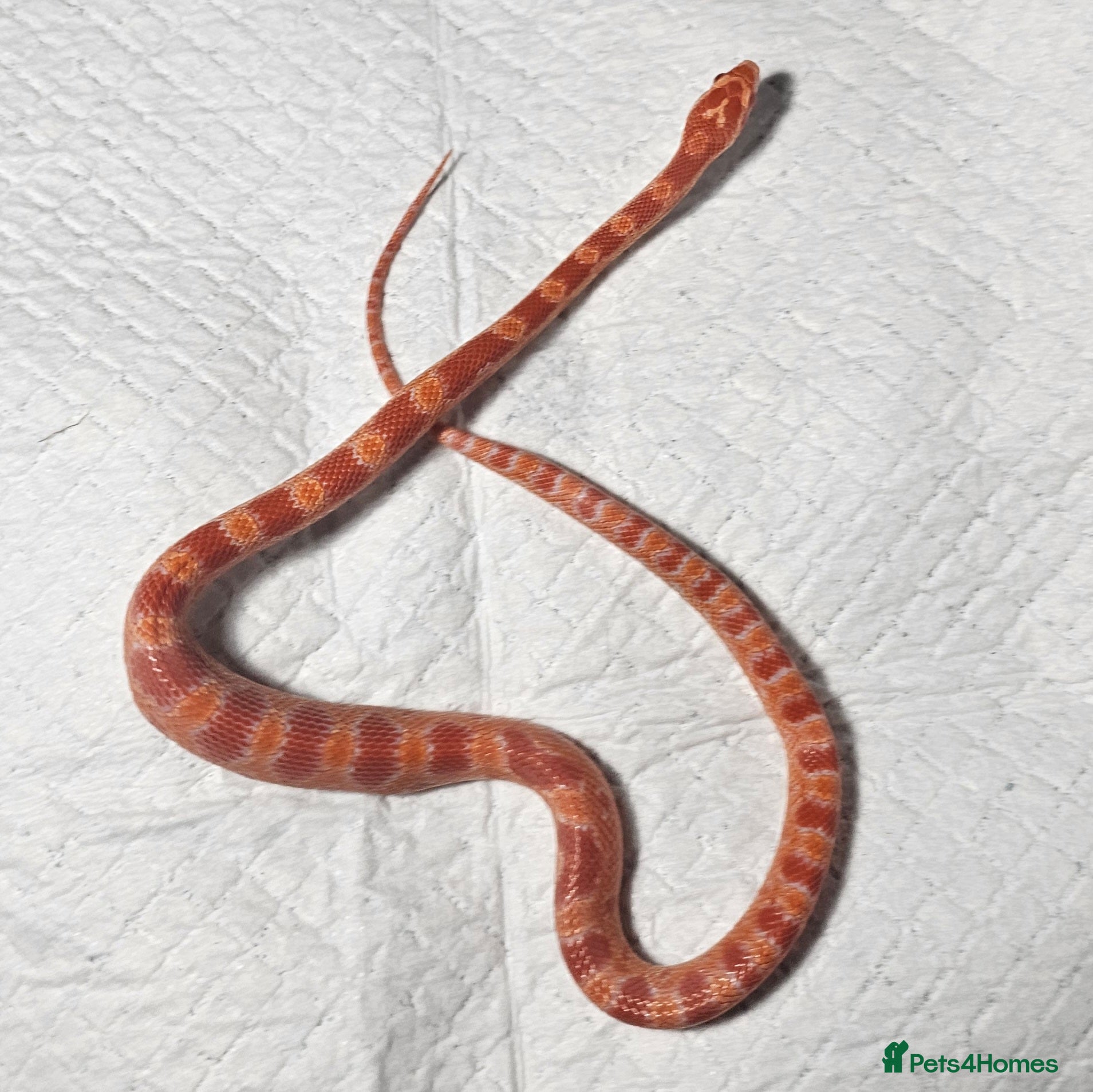 Corn Snake reptiles Amelanistic baby cornsnakes  - Advert 1