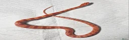 Corn Snake reptiles for sale: Amelanistic baby cornsnakes  - Advert 2