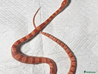 Corn Snake reptiles Amelanistic baby cornsnakes - Advert 1