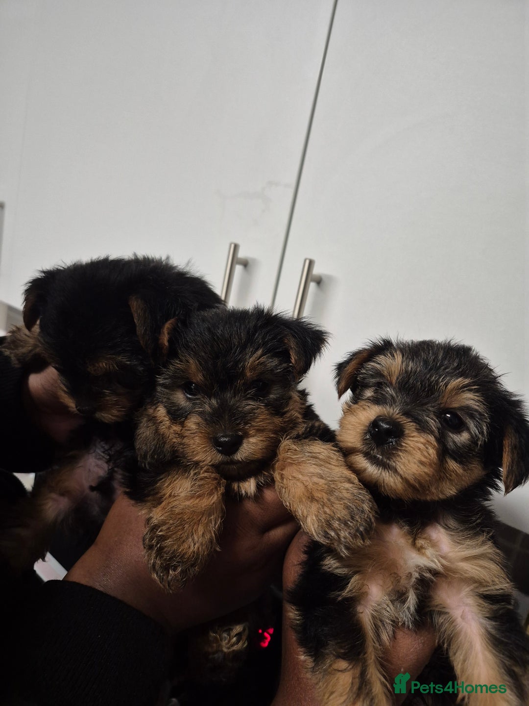 Yorkshire Terrier dogs for sale: 3 beautiful yorkies puppies - Image 9