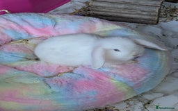 Mini Lop rabbits for sale: Monty and Muffin  - Image 7