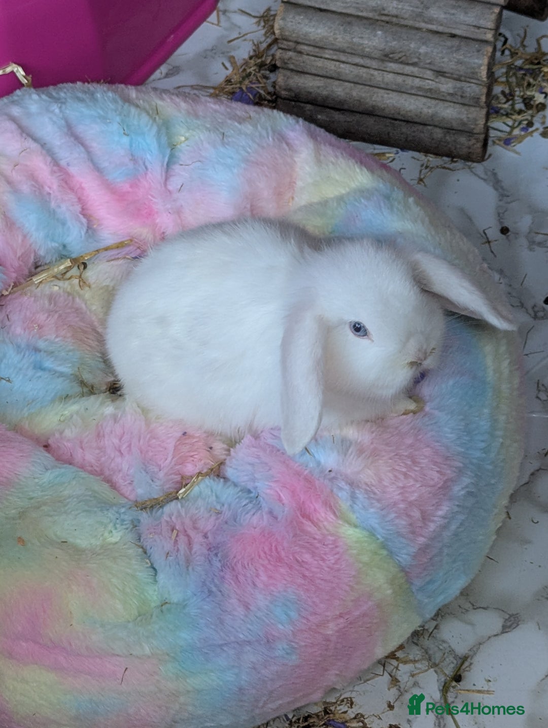 Mini Lop rabbits for sale: Monty and Muffin  - Image 7