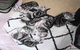 Scottish Fold cats for sale: Silver Tabby Scottish Fold Kittens: Rare&Stunning - Image 2