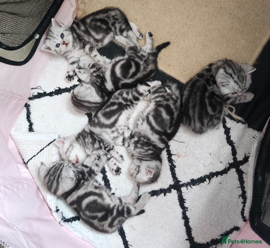 Scottish Fold cats for sale: Silver Tabby Scottish Fold Kittens: Rare&Stunning - Image 2