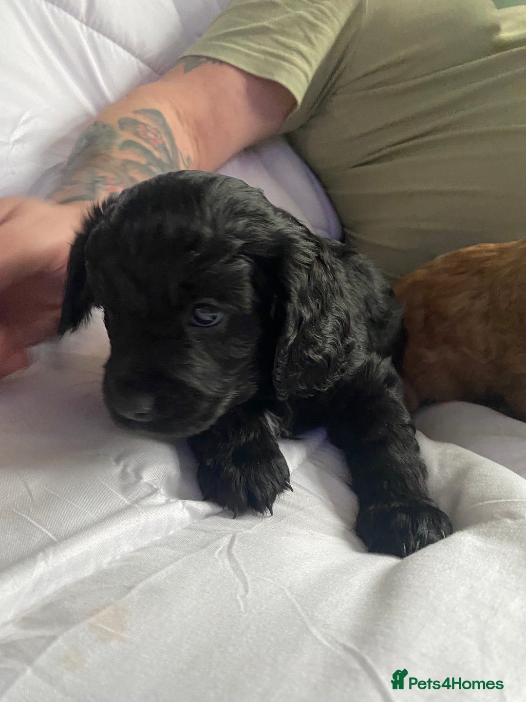 Cavapoo dogs for sale: Stunning cavapoo pups  - Advert 10