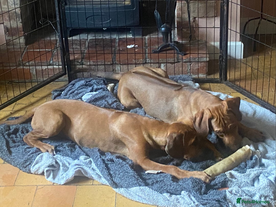 Rhodesian Ridgeback dogs for sale: LADYLIUWA KC REG. LITTER: LAST TWO PUPS FOR SALE in Grantham - Image 6