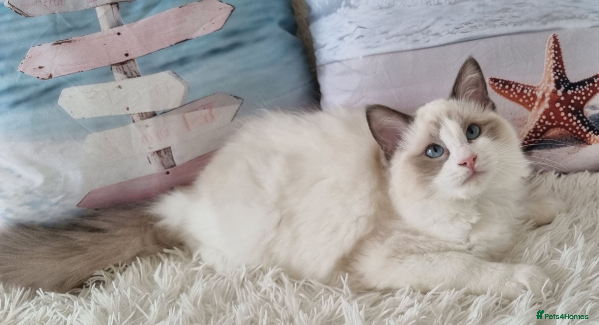 Ragdoll cats BEAUTIFUL ACTIVE TICA REGISTERED RAGDOLLS BOY 💕 - Advert 2