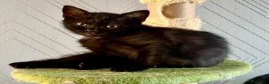 Mixed Breed 2 Balck Tabby Girl 