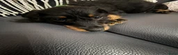 Mixed Breed dogs for sale: Cavapoo x dachshund  - Advert 2