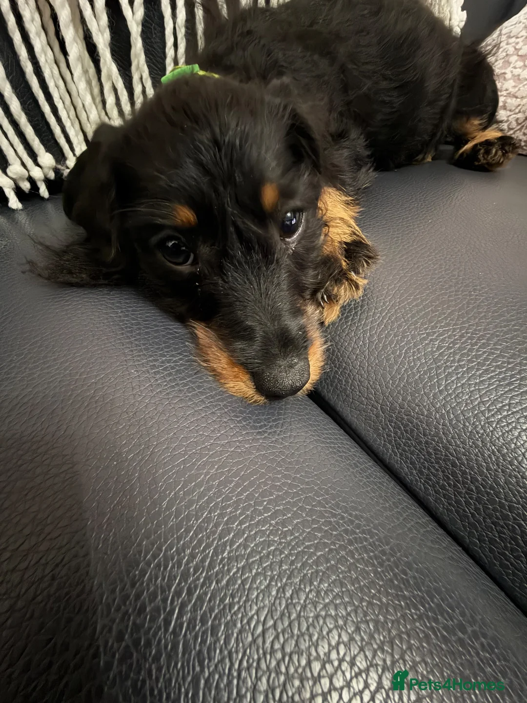 Mixed Breed dogs for sale: Cavapoo x dachshund  - Advert 2