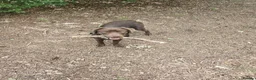 Labrador Retriever dogs for sale: Chocolate Labrador for rehoming - Advert 1