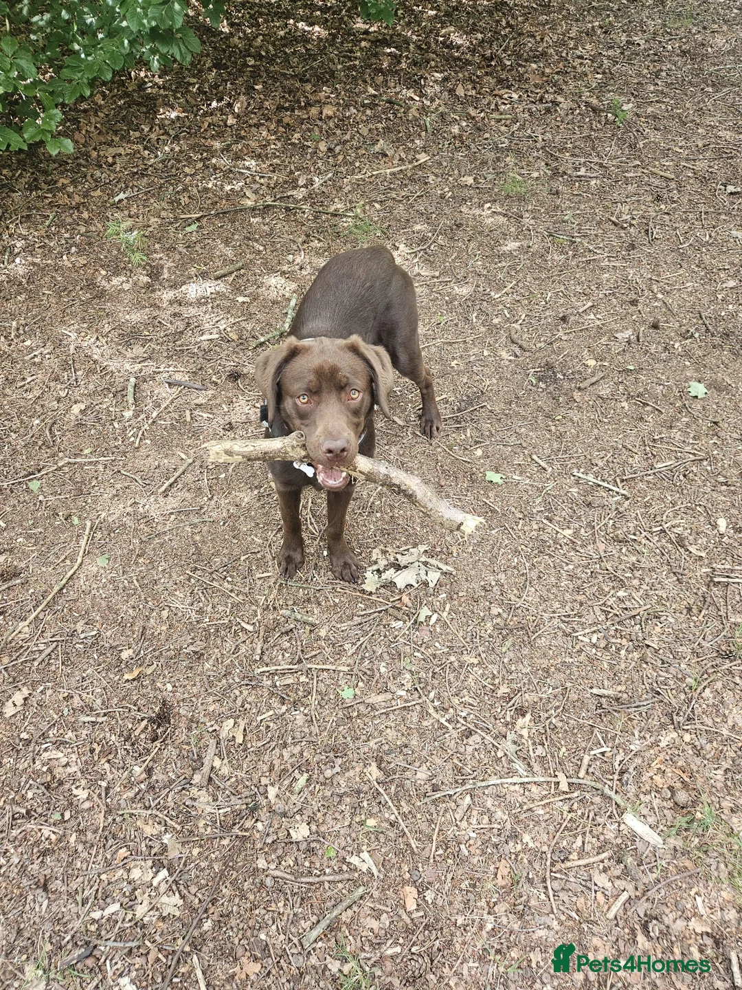 Labrador Retriever dogs for sale: Chocolate Labrador for rehoming - Advert 1