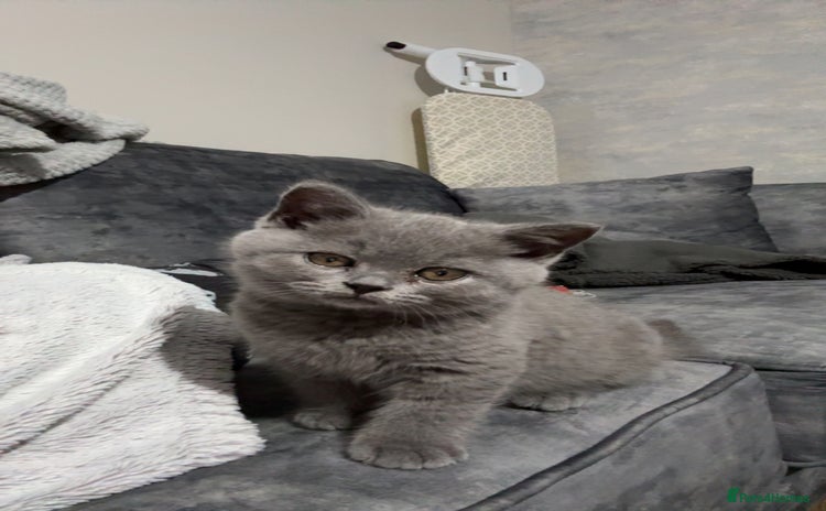 British Shorthair cats - Advert 2