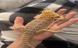 Bearded Dragon reptiles for sale: Bearded Dragon - Image 2