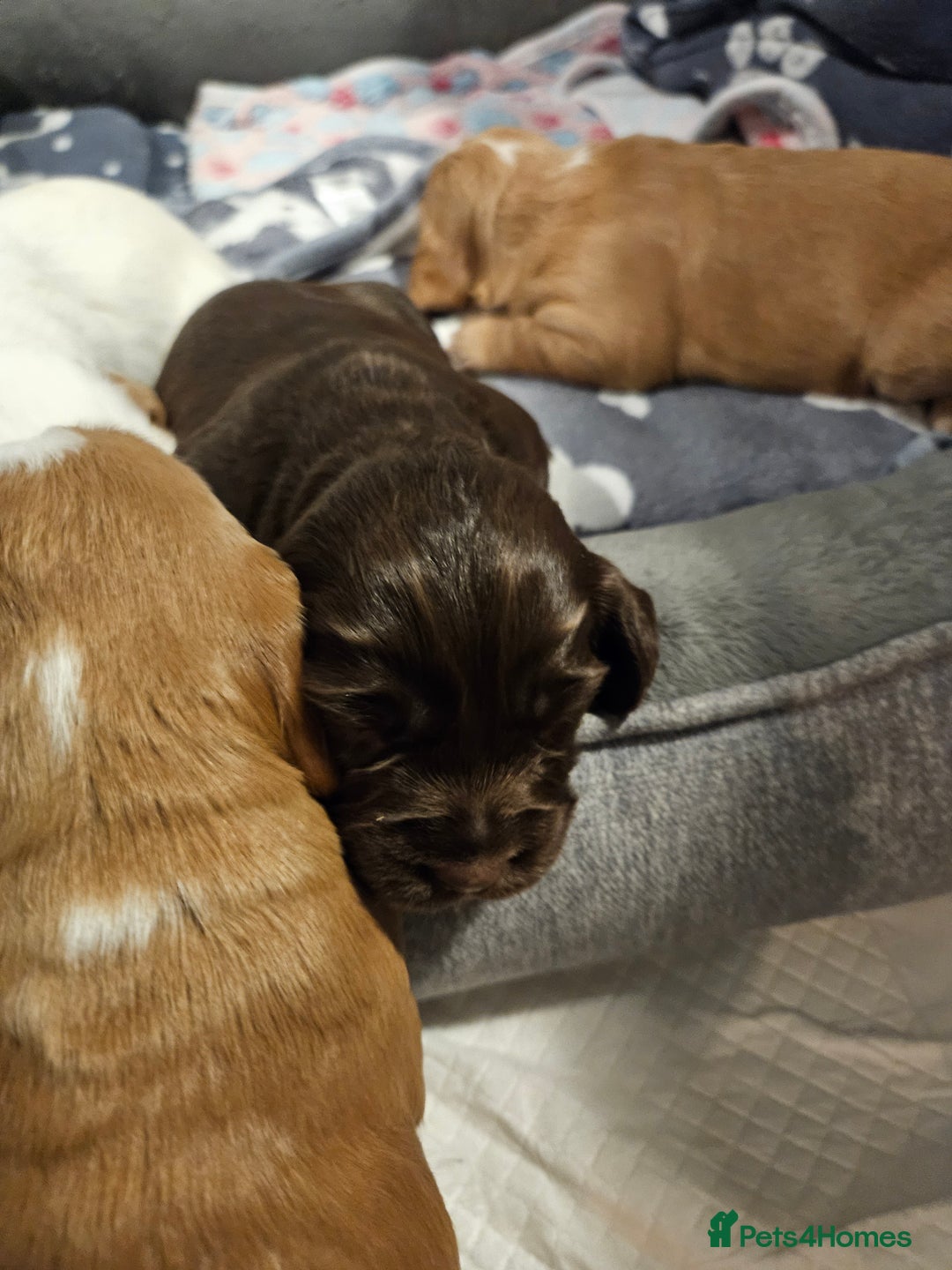 Cocker Spaniel dogs for sale: KC Working Cocker Spaniel Puppies - Advert 2