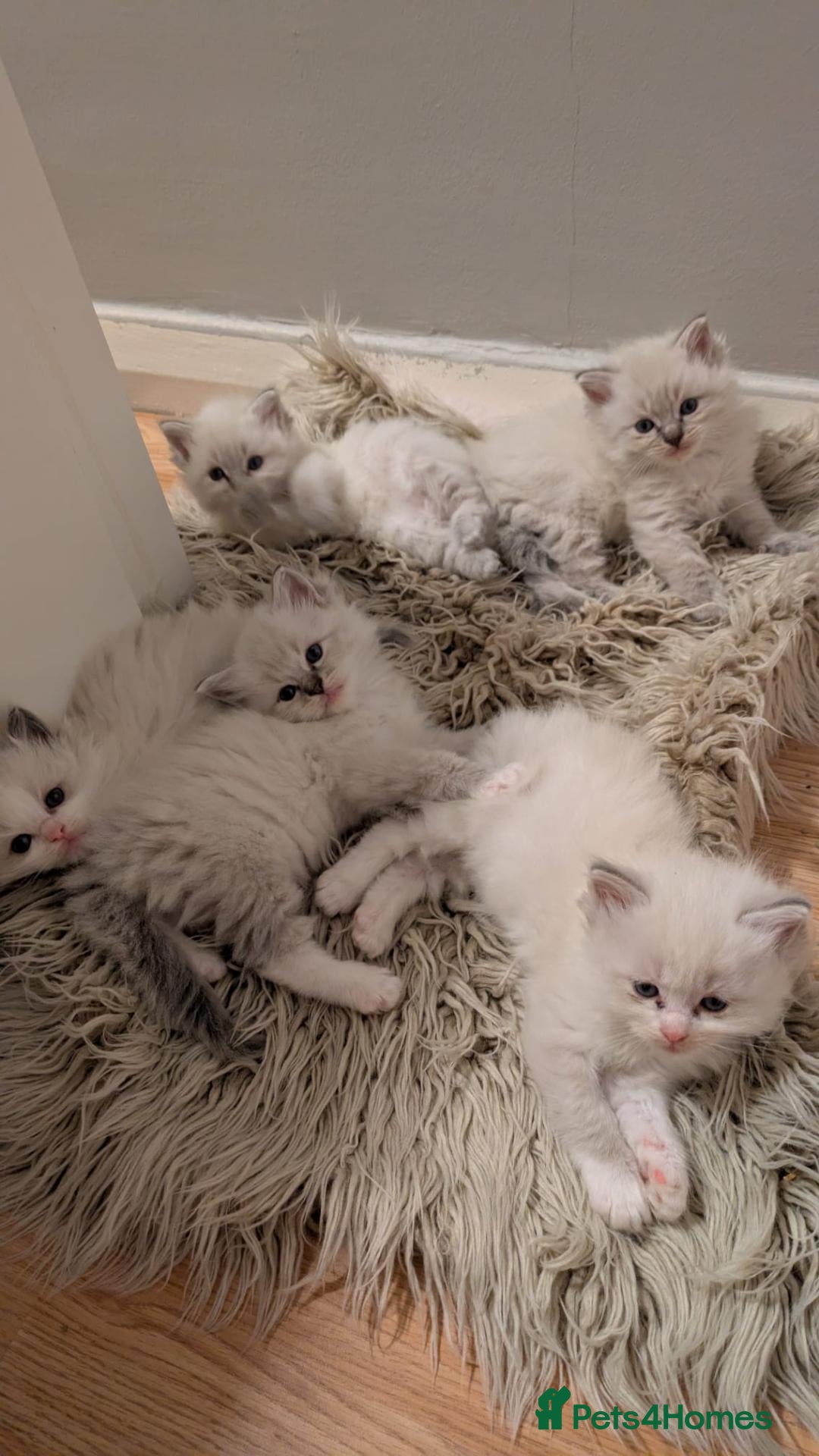 Ragdoll cats Stunning Ragdoll Kittens - TICA Registered  - Advert 1