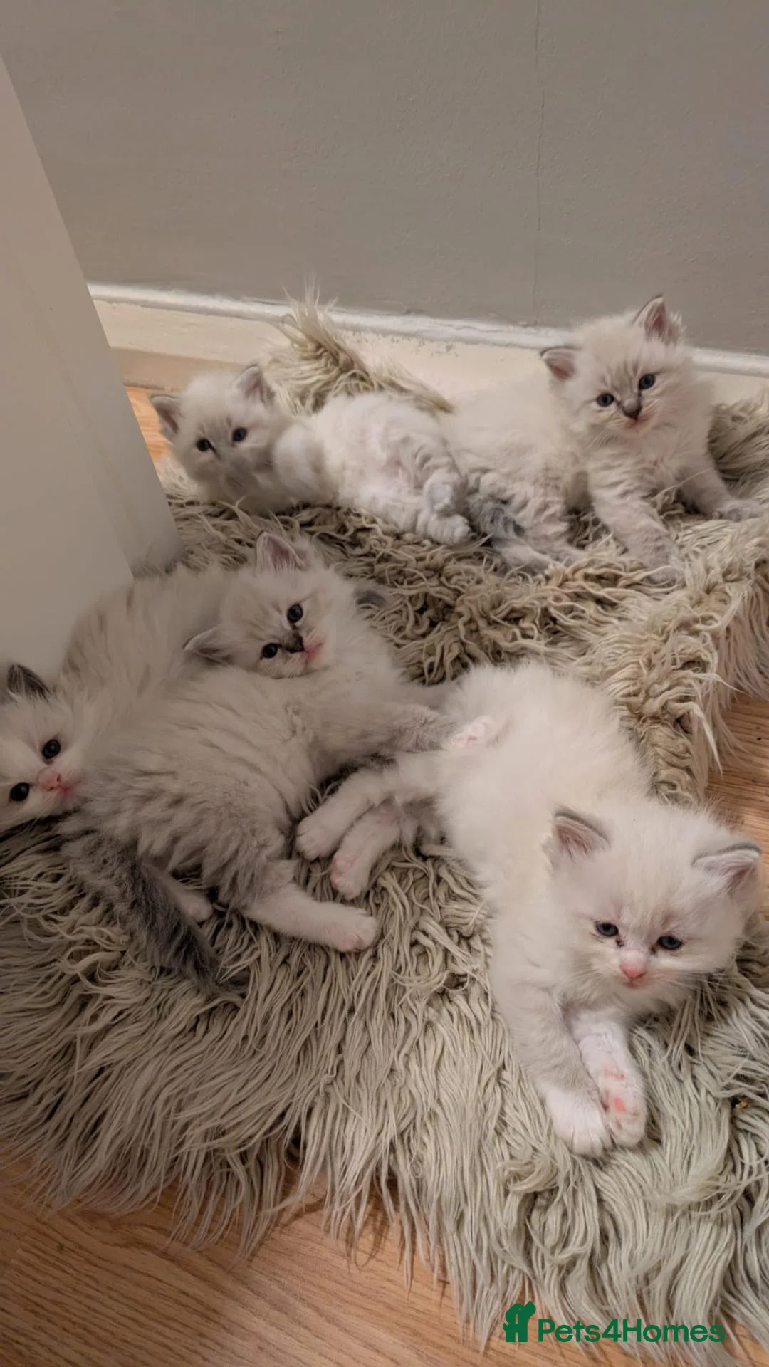 Ragdoll cats for sale: Stunning Ragdoll Kittens - TICA Registered  in Northolt - Advert 2