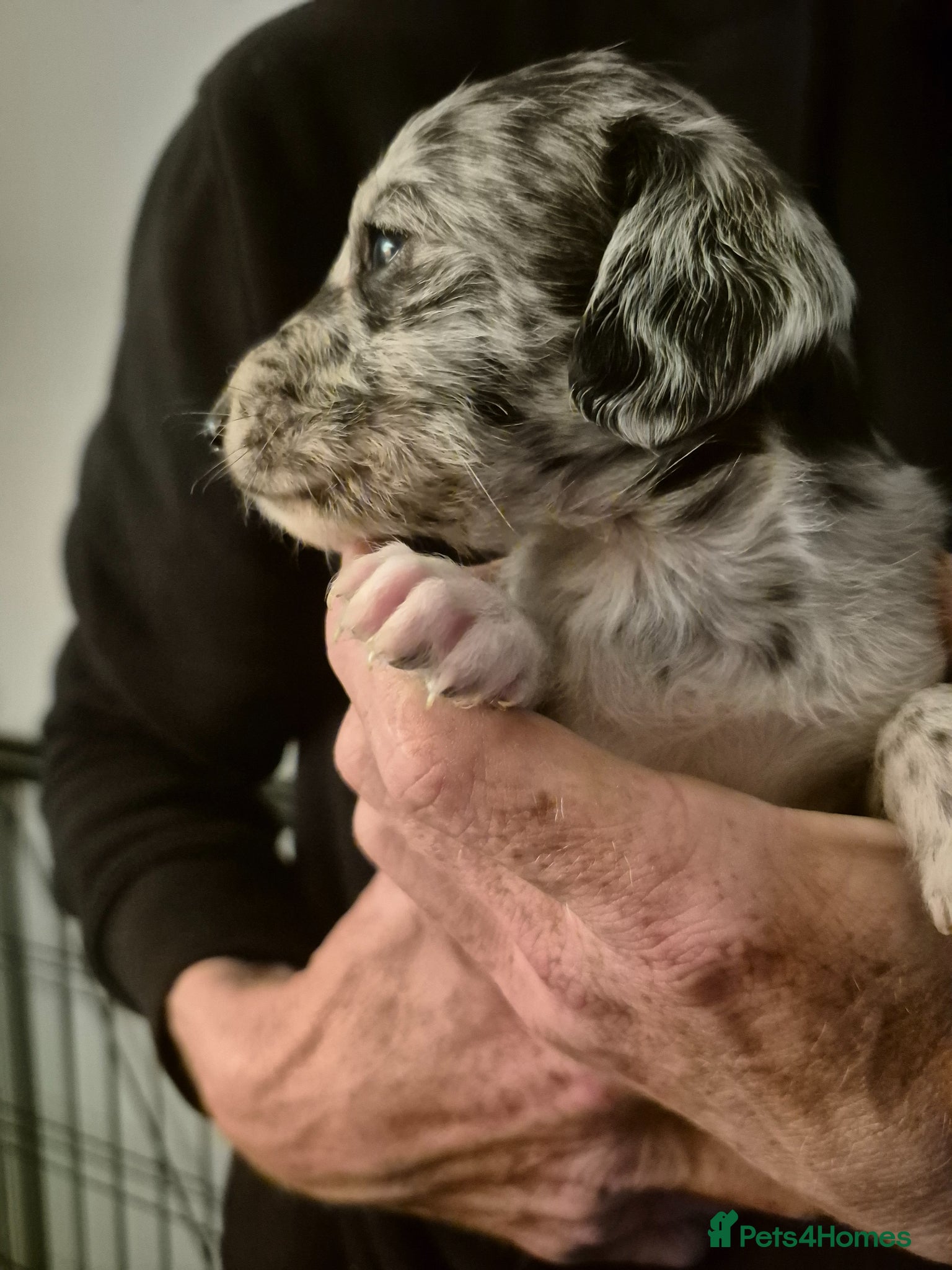 Cockapoo dogs Stunning Cockapoo Litter - Advert 9
