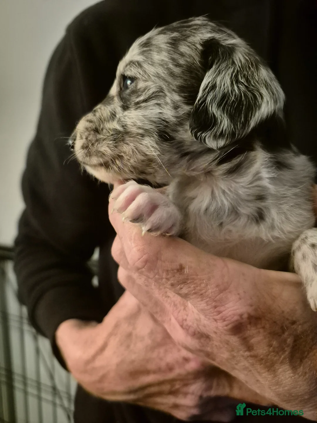 Cockapoo dogs for sale: READY 27th May Stunning Cockapoo Litter - Advert 1