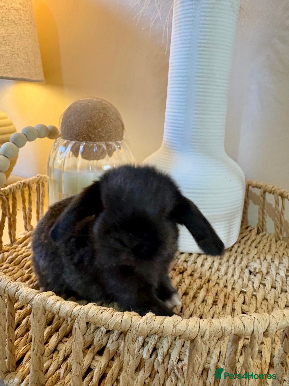 Mini Lop rabbits 3 week old Mini Lops - Advert 1