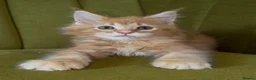 Maine Coon cats for sale: Pedigree Maine coon kittens can be TICA reg in Dorking - Advert 10