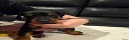 Dobermann dogs for sale: KC registered Dobermann puppies - Advert 14