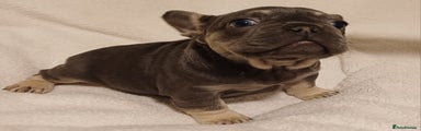 French Bulldog Puppy 4