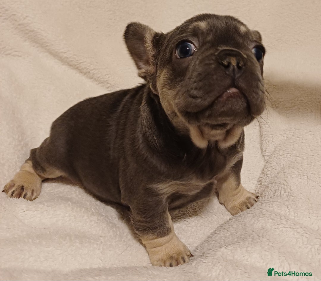 French Bulldog dogs for sale: Beautiful litter of amazing babies  - Advert 21