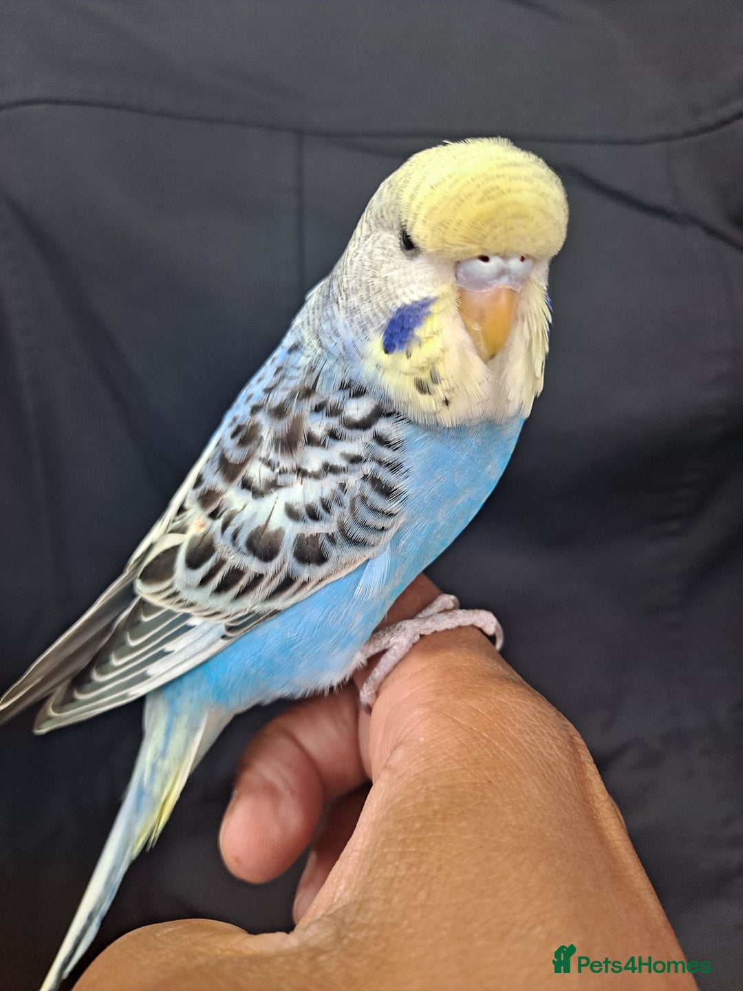 Budgerigars birds for sale: Silly hand tamed baby budgies for sale  - Advert 1