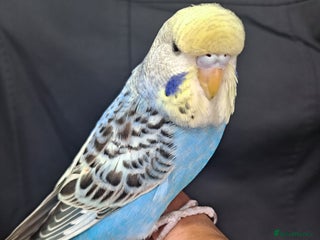 Budgerigars birds Silly hand tamed baby budgies for sale - Advert 1