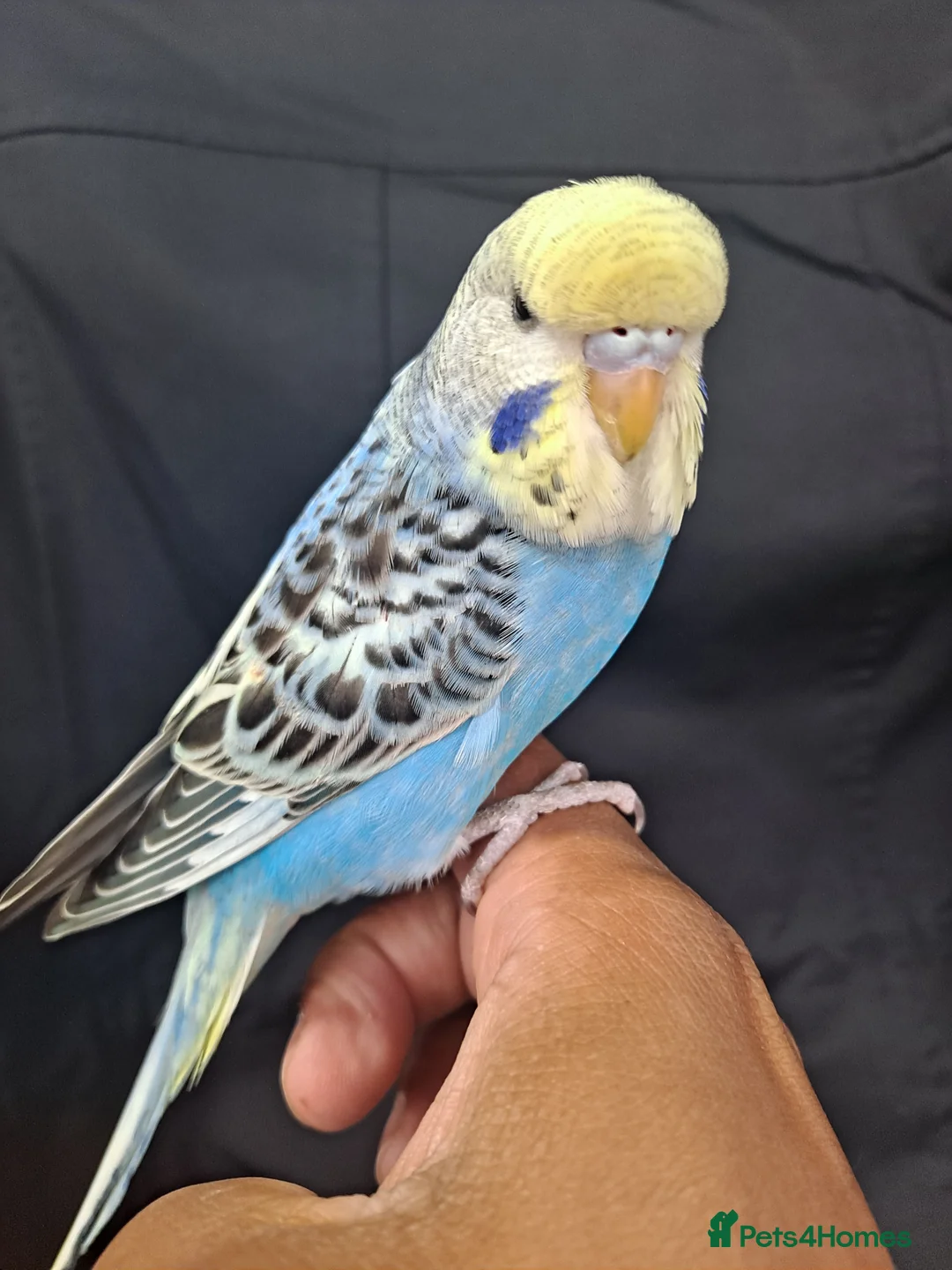 Budgerigars birds for sale: Silly hand tamed baby budgies for sale  - Advert 1