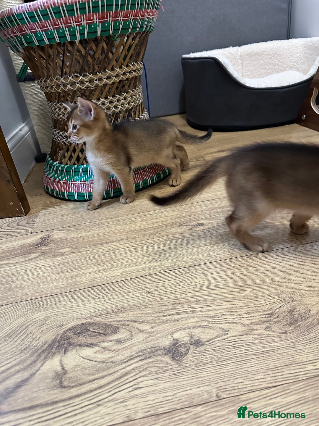 Abyssinian cats for sale: Pedigree Abyssinian kittens  - Advert 18