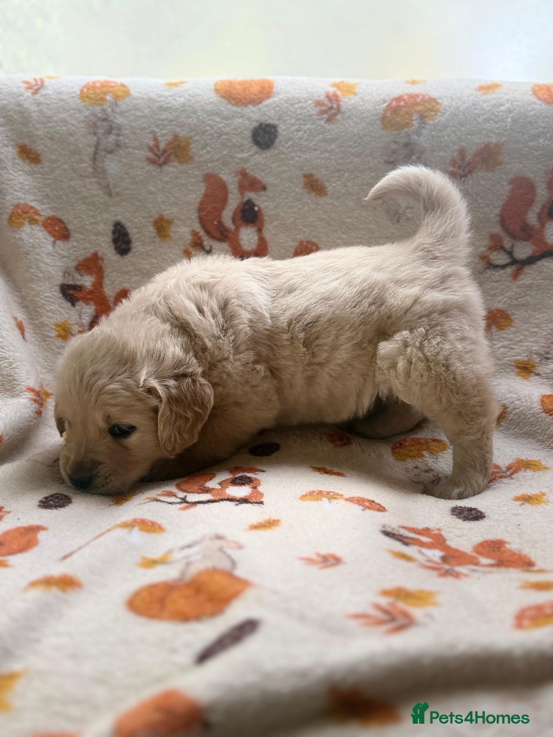 Golden Retriever dogs for sale: 🐾 Adorable 5-Week-Old Golden Retriever Puppies 🐾 - Image 9