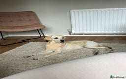 Labrador Retriever dogs for sale: Labrador retriever - Image 9