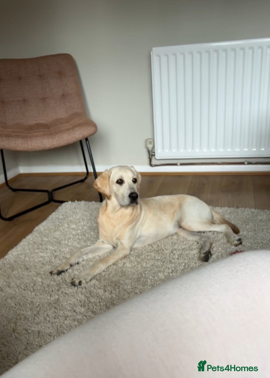 Labrador Retriever dogs for sale: Labrador retriever - Image 9
