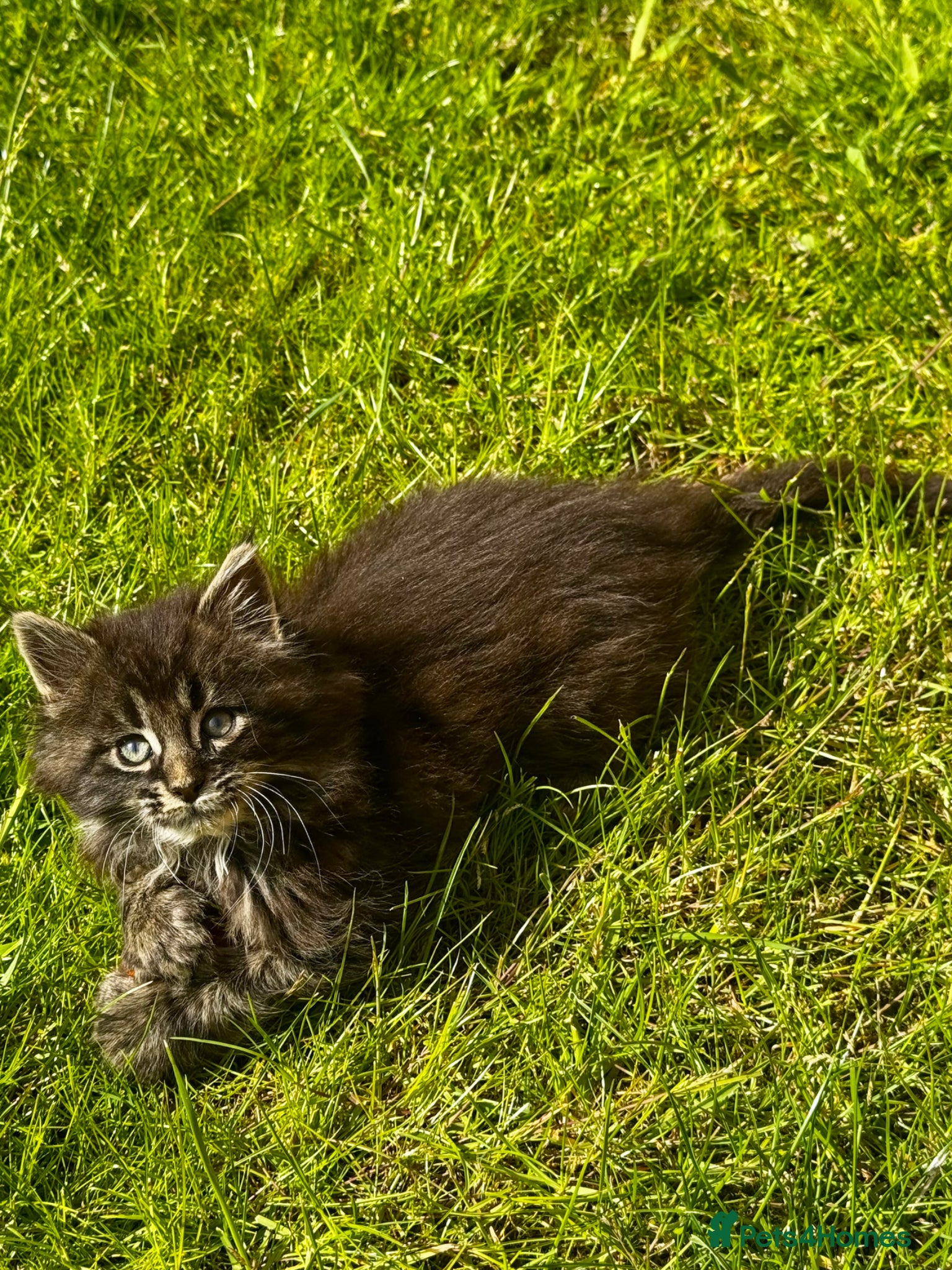 Maine Coon cats for sale: Pedigree Maine Coon Male Kitten in Newtownards - Advert 13