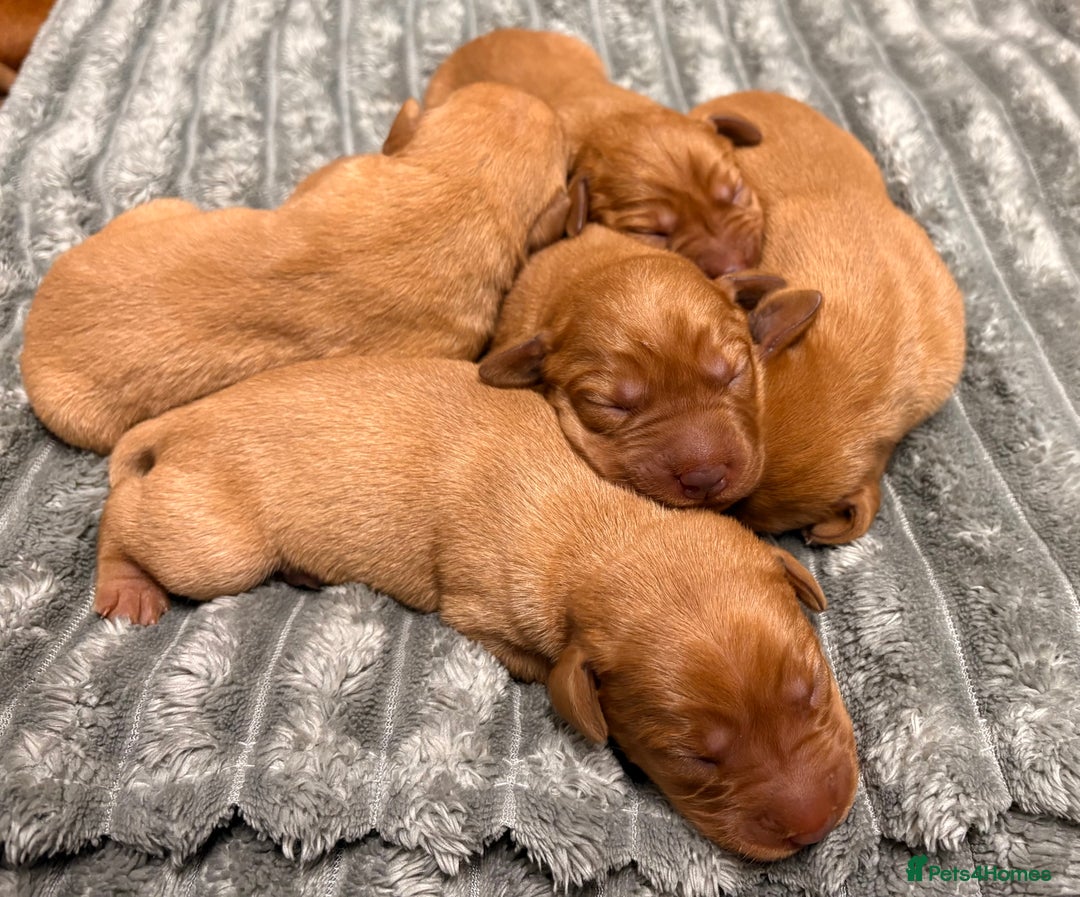 Labrador Retriever dogs for sale: Beautiful KC registered Fox Red Labrador Puppies - Image 4