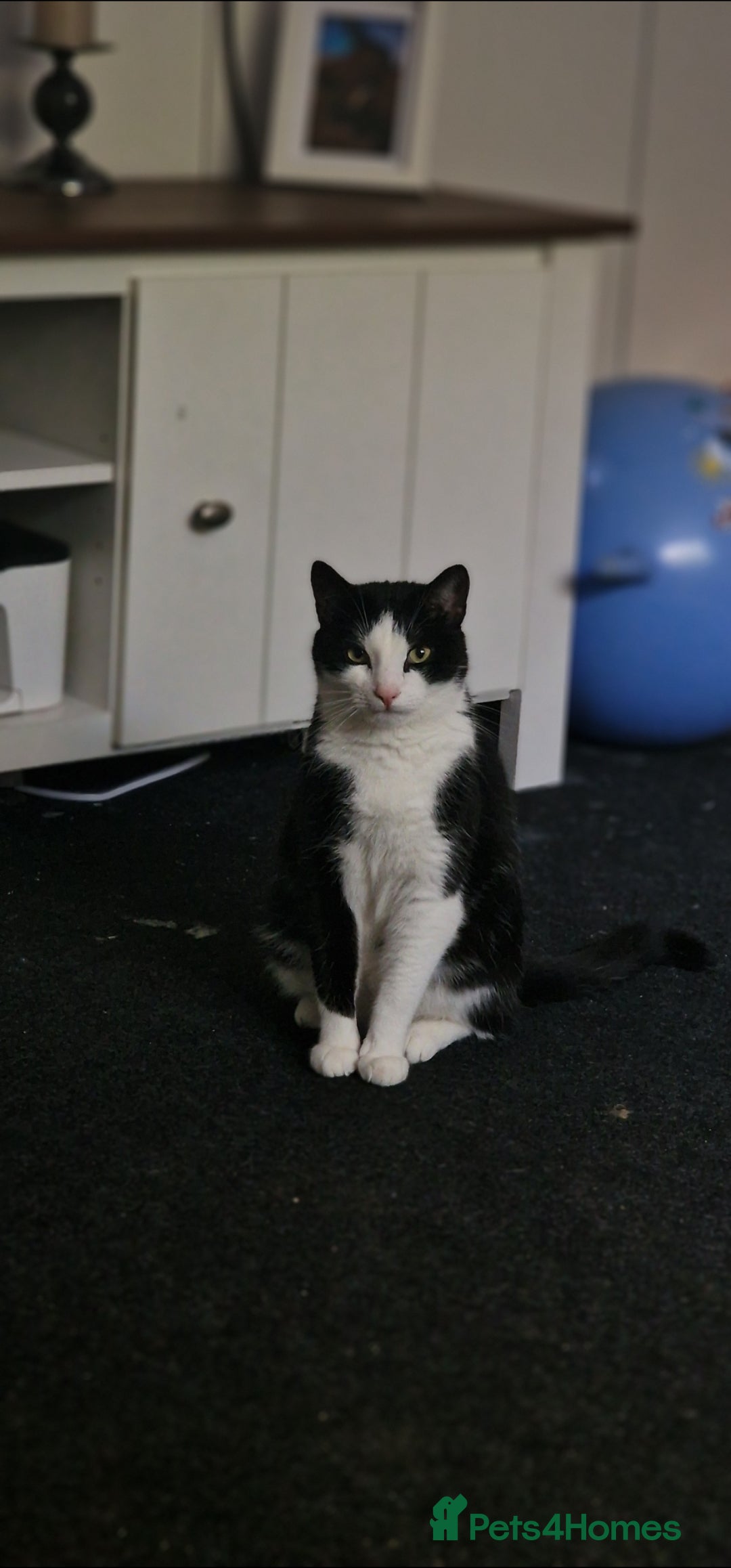 Mixed Breed cats for sale: 2 cats for rehome - Advert 2