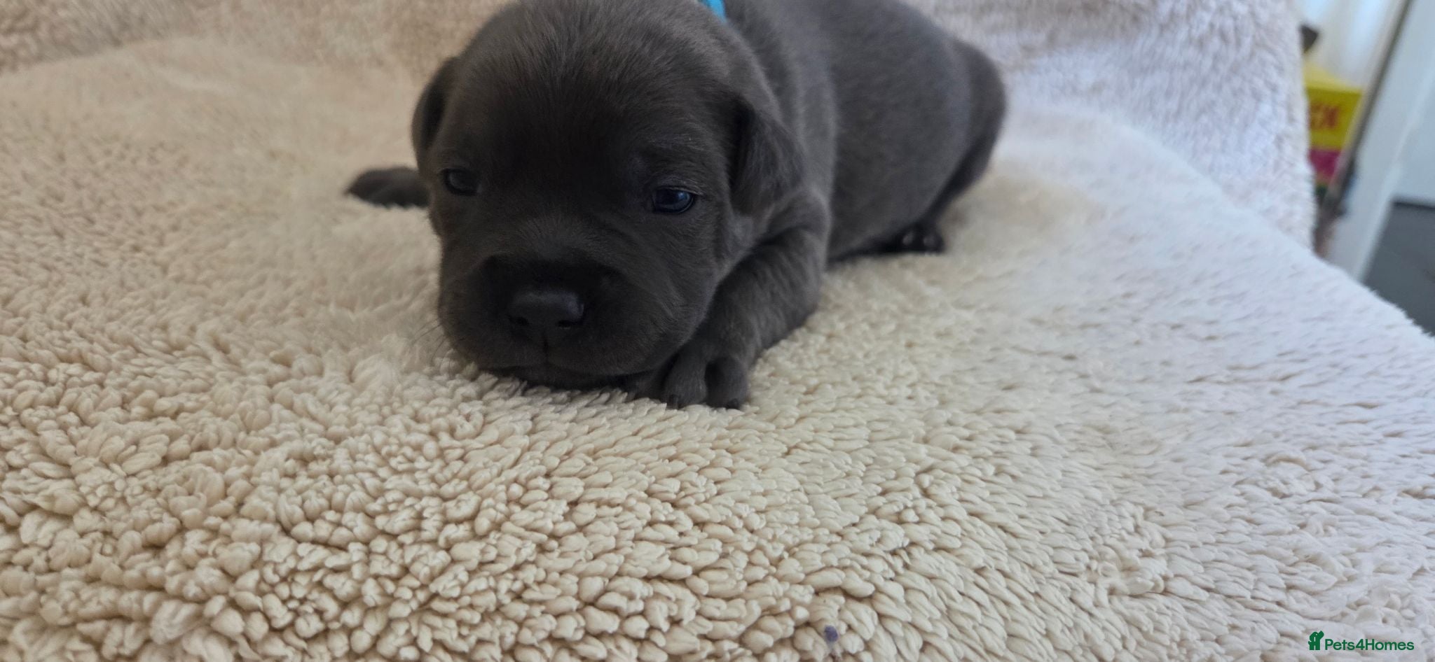 Staffordshire Bull Terrier dogs KC Blue Staffordshire Bull Terrier Puppies - Advert 6