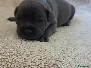 Staffordshire Bull Terrier dogs KC Blue Staffordshire Bull Terrier Puppies - Advert 6