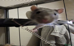 Rat rodents for sale: 2 Male Rats - Image 2