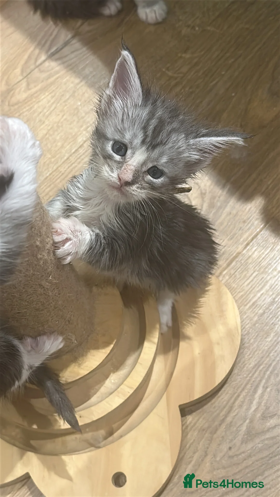 Maine Coon cats for sale: Gccf Mainecoon kittens  - Advert 9