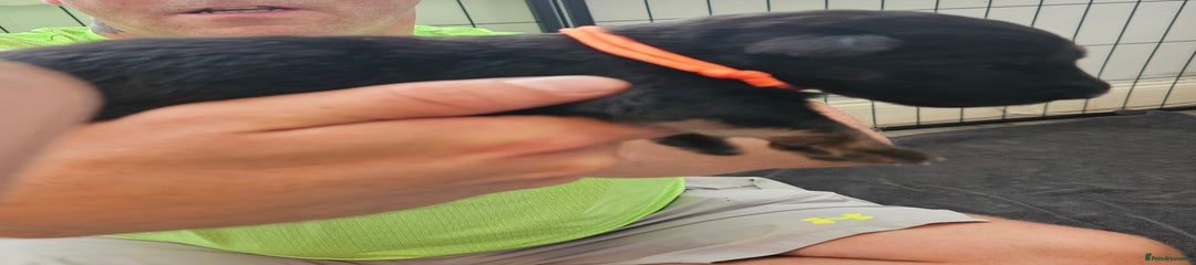 German Shepherd Puppy 3