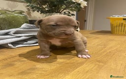 Mixed Breed dogs for sale: 9 Gorgeous pups looking for their forever home - Image 22